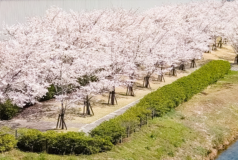 桜