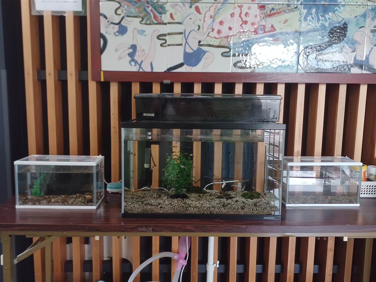 水槽の画像（別ウインドウで開きます）