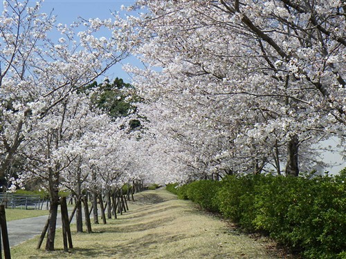 桜